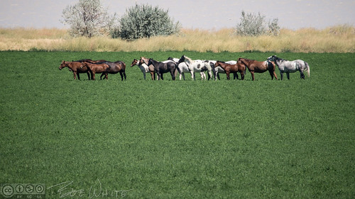 commute california norcal lassencounty hwy395 horses herd honeylake field