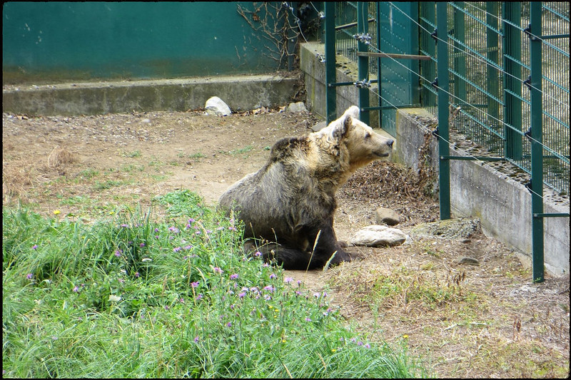 22 de agosto, miércoles: Senda del oso y Desfiladero de las Xanas - Parque Natural de Somiedo (10)