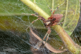 Nursery web spider (Pisauridae) - DSC_7925