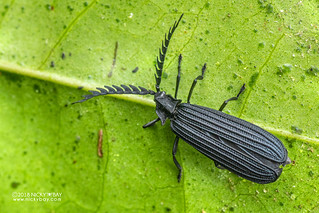 Black net-winged beetle (Xylobanus sp.) - DSC_1797