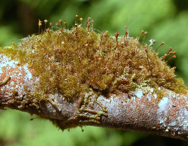 Ephemeropsis trentepohlioides