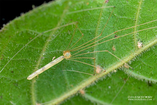 Daddy-long-legs spider (Leptopholcus sp.) - DSC_2353