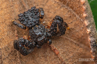 Bird-dung crab spider (Phrynarachne sp.) - DSC_2788
