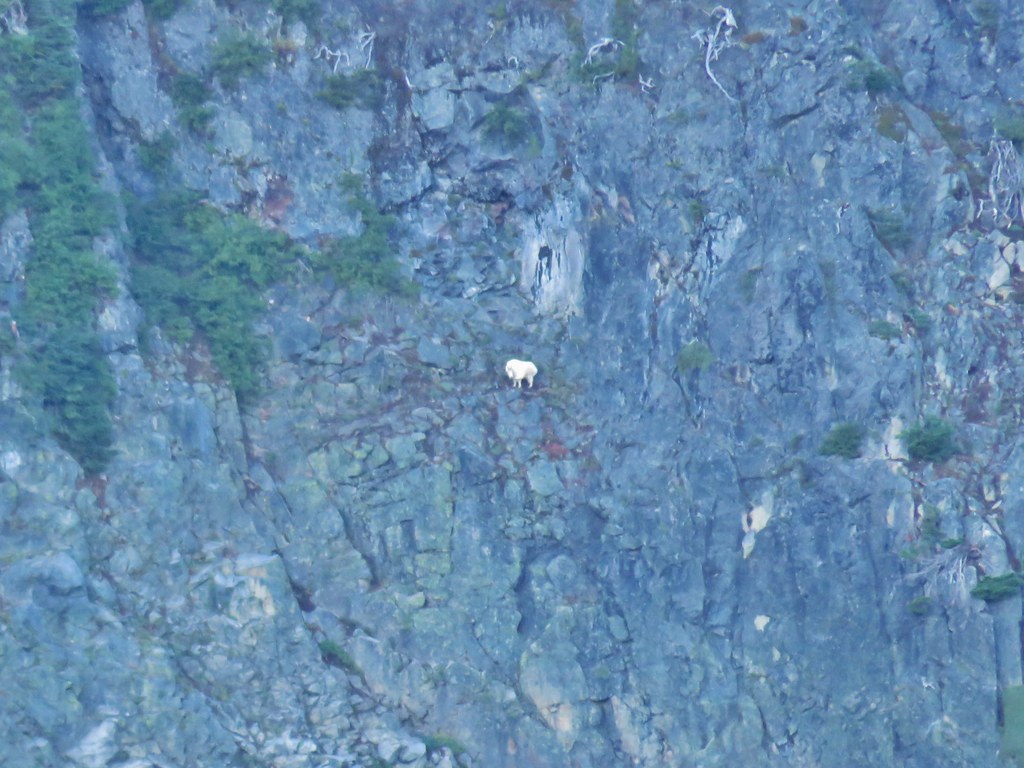 Mountain Goat Above Carl Lake