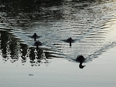 Four ducks on a pond