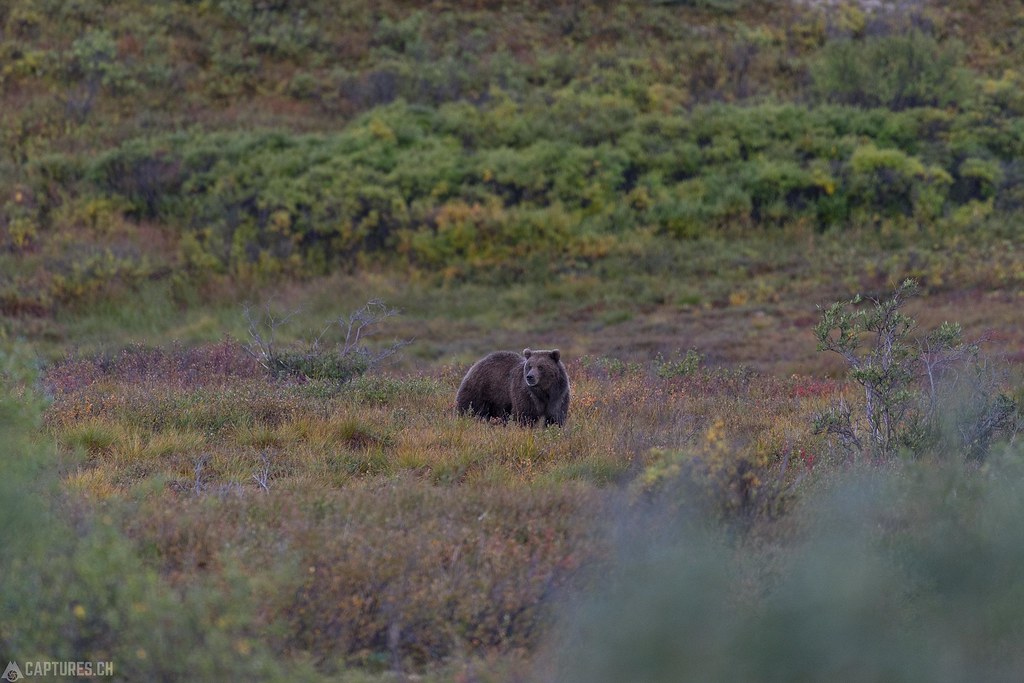 Bear in a colorful field - Alaska