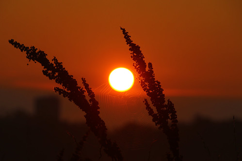 sunrise solopgang sonnenaufgang himmel sky jutland jylland aarhus århus tilst farmland marker fields plants planter