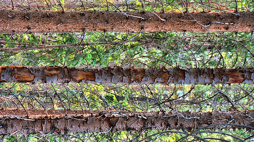 eechillington nikond7500 brightonlakestrail brighton utah hiking trees patterns nature