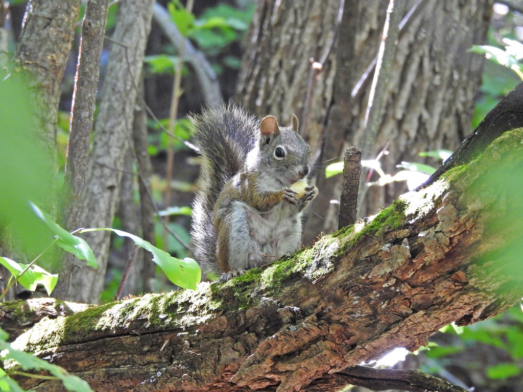 Squirrel Having Lunch