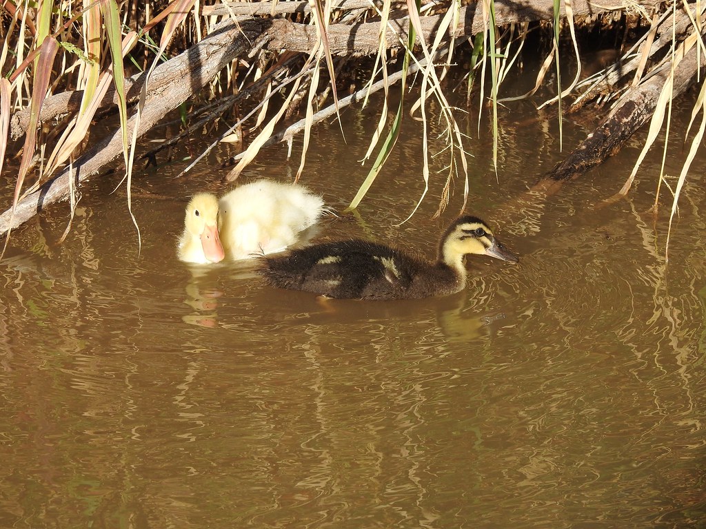 Ducklings 1