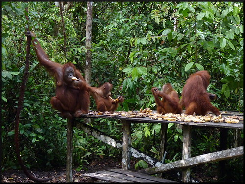 Indonesia en 2 semanas: orangutanes, templos y tradiciones - Blogs de Indonesia - Parque Nacional Tanjung Puting (30)