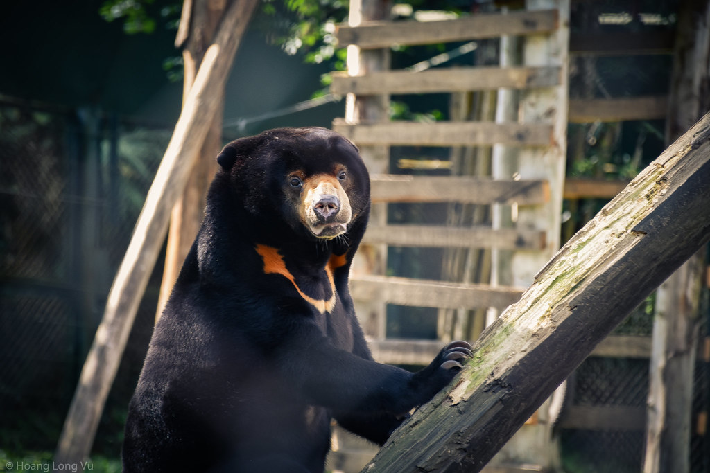 Sun bear in Vietnam Bear Sanctuary - Animals Asia