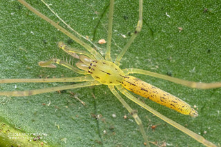 Long-legged sac spider (Donuea sp.) - DSC_2455b