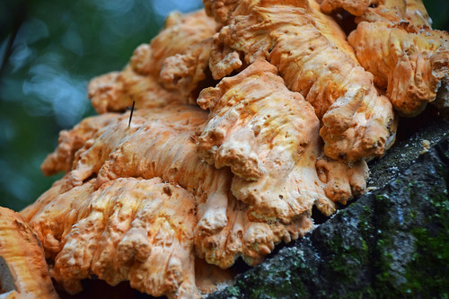 fungus mushroom woods forest lehighvalley schnecksville trexlernaturepreserve