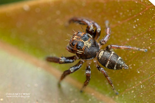 Jumping spider (Thyene sp.) - DSC_8471