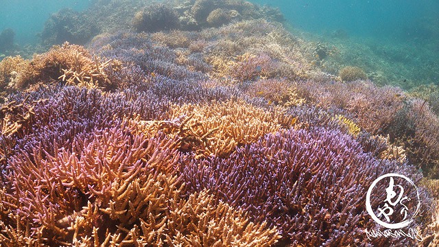 極上珊瑚