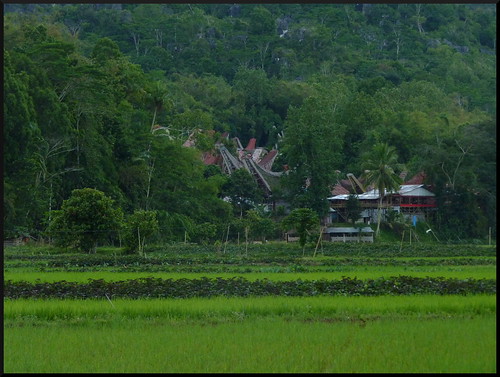 Sulawesi, descubriendo las tradiciones Tana Toraja - Indonesia en 2 semanas: orangutanes, templos y tradiciones (51)