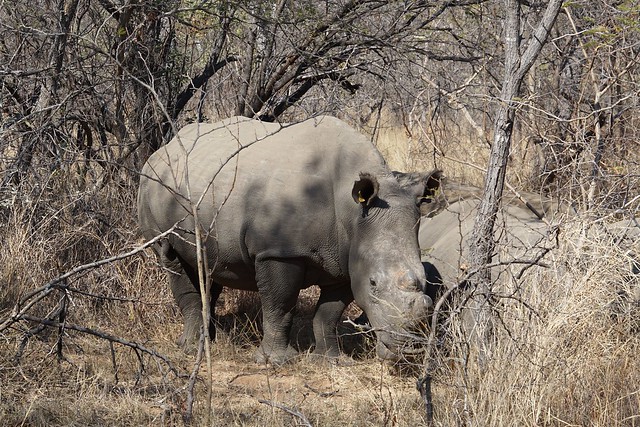 Matobo National Park: kopjes, arte rupestre y rinocerontes - BOTSWANA, ZIMBABWE Y CATARATAS VICTORIA: Tras la Senda de los Elefantes (9)