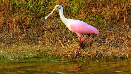 roseatespoonbill spoonbill wader bird water pond lake swamp wildlife nature landscape background wallpaper outdoor bradenton florida manateecounty nikon coolpix p900 jimmullhaupt photo flickr geographic picture pictures camera snapshot photography nikoncoolpixp900 nikonp900 coolpixp900