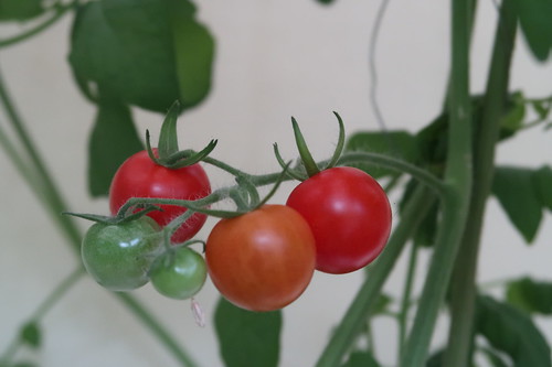 Reife Tomaten am Strauch auf unserem Balkon - II