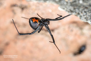 Black widow spider (Latrodectus cf. obscurior) - DSC_1284