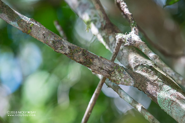 Mossy leaf-tailed gecko (Uroplatus sikorae) - DSC_2516