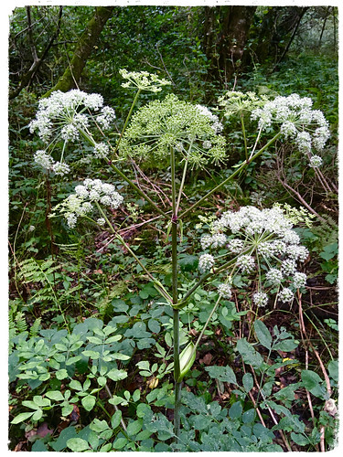 umbellifer huw wildangelica angelicasylvestris iphonese tinternwoods green wildflowers 100flowers2018 wexford ireland irish flora native woodland forest