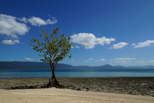 capsalayisland islandhoppingtour lonelytree palawan philippinen philippines portbarton tree sanvicente mimaropa ph