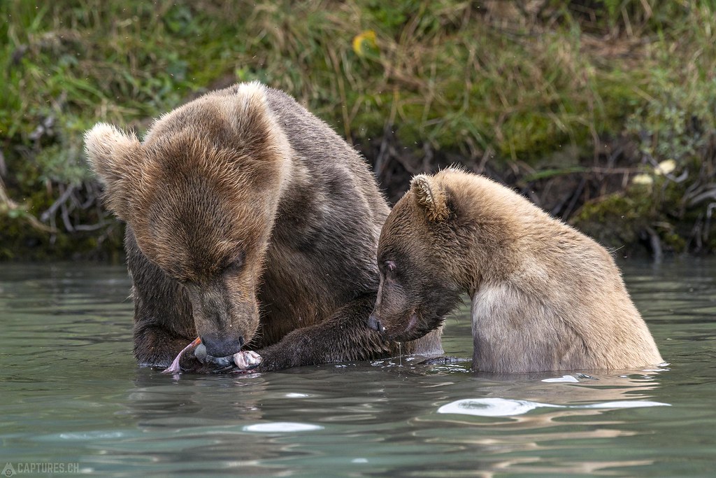 Waiting bear - Alaska