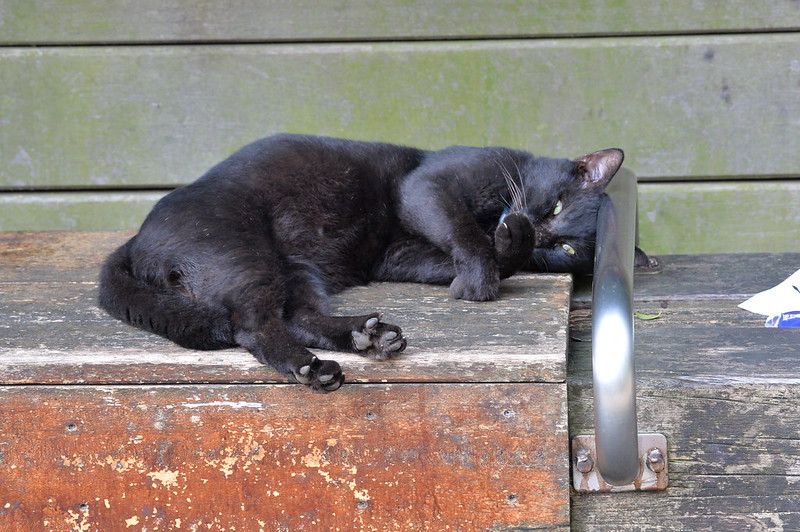 Nikon Df+AF P DX NIKKOR 70 300mm f4 5 6 3G ED VR東池袋中央公園の猫だまり 黒
