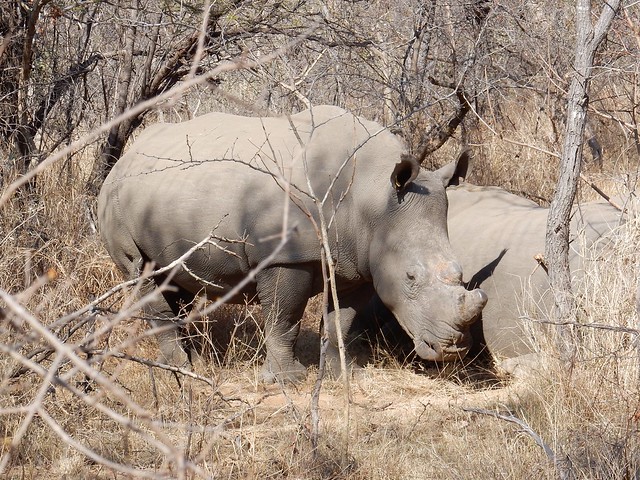 Matobo National Park: kopjes, arte rupestre y rinocerontes - BOTSWANA, ZIMBABWE Y CATARATAS VICTORIA: Tras la Senda de los Elefantes (1)