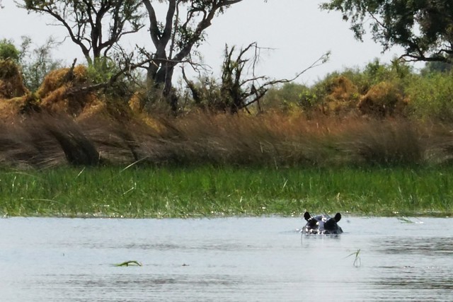 Del Kalahari al delta del Okavango, el corazón de Botswana - BOTSWANA, ZIMBABWE Y CATARATAS VICTORIA: Tras la Senda de los Elefantes (15)