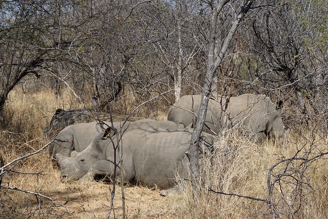 Matobo National Park: kopjes, arte rupestre y rinocerontes - BOTSWANA, ZIMBABWE Y CATARATAS VICTORIA: Tras la Senda de los Elefantes (8)