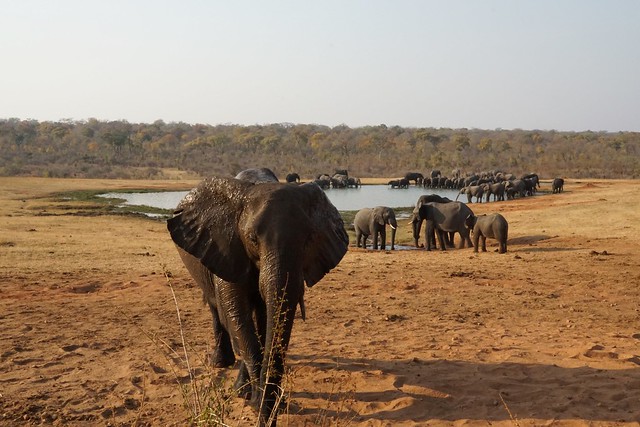 El largo viaje hacia Hwange, la puerta al reino de los elefantes - BOTSWANA, ZIMBABWE Y CATARATAS VICTORIA: Tras la Senda de los Elefantes (3)