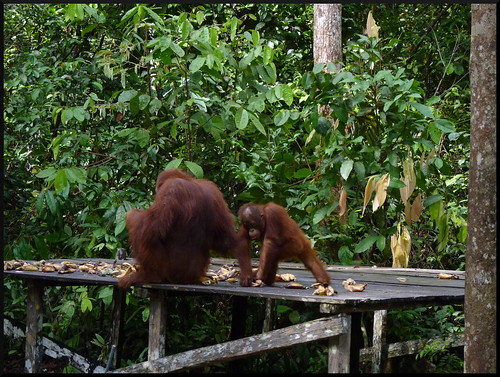 Indonesia en 2 semanas: orangutanes, templos y tradiciones - Blogs de Indonesia - Parque Nacional Tanjung Puting (34)