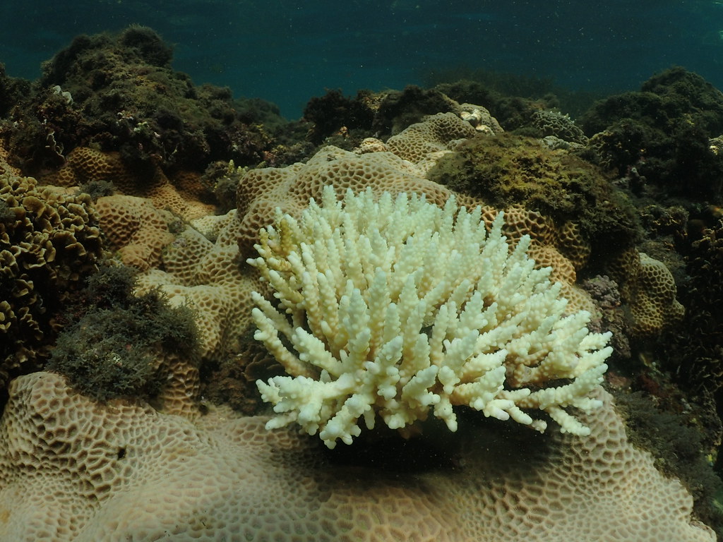 嚴重白化的叢狀軸孔珊瑚。提供：中研院生物多樣性研究中心研究員 陳昭倫
