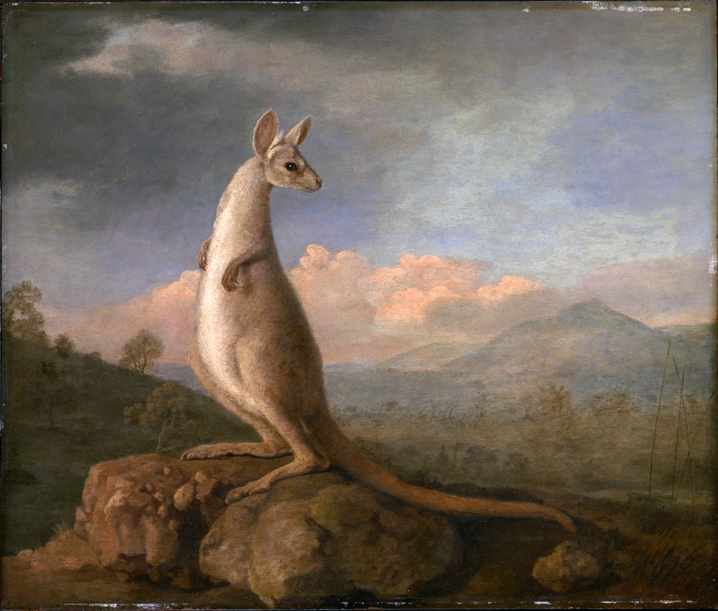 The Kongouro from New Holland (Kangaroo) 1772 by George Stubbs. National Maritime Museum object reference ZBA5754
