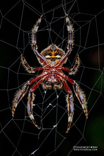 Broad-headed bark spider (Caerostris almae) - DSC_8555b