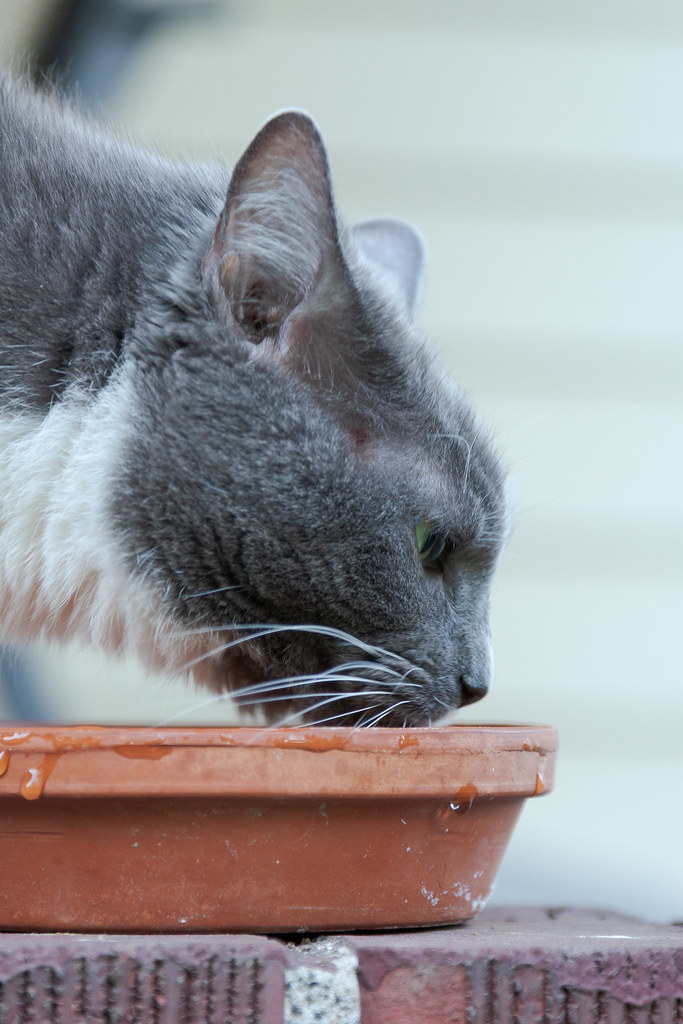 Our cat Templeton drinks water I put in a base to a flower pot