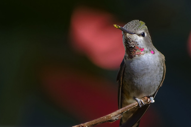 Anna Hummingbird | Ref:7710