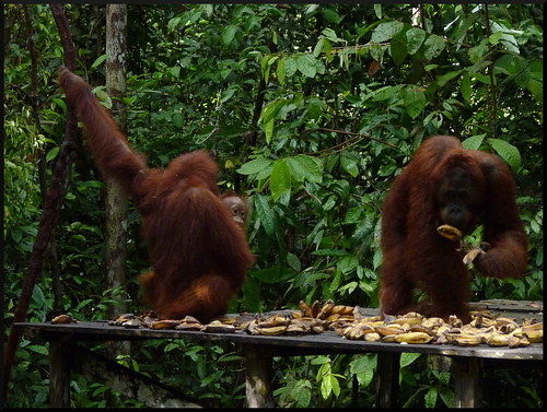 Indonesia en 2 semanas: orangutanes, templos y tradiciones - Blogs de Indonesia - Parque Nacional Tanjung Puting (29)