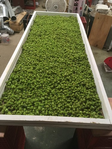 Cashmere Hops Drying