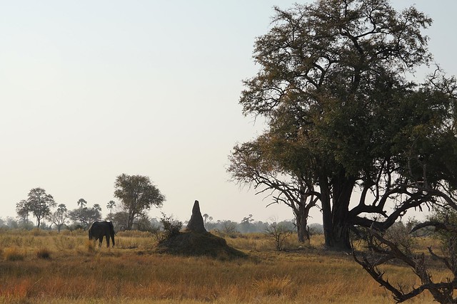 Delta del Okavango: safari a pie y paseos en mokoro, emoción y relax en Botswana - BOTSWANA, ZIMBABWE Y CATARATAS VICTORIA: Tras la Senda de los Elefantes (8)