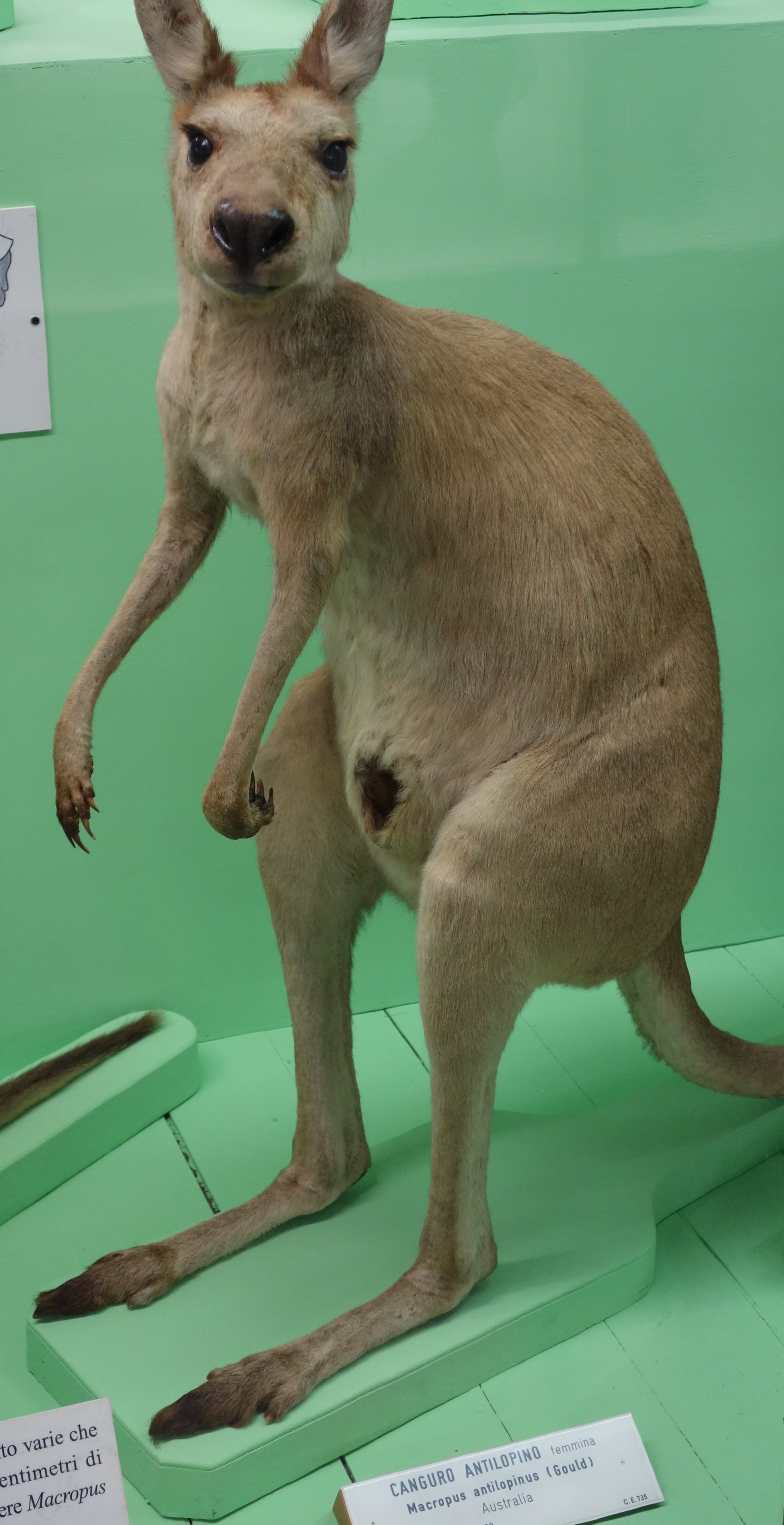 Female antilopine kangaroo (Macropus antilopinus). Exhibit in the Museo Civico di Storia Naturale di Genova, Via Brigata Liguria, 9, 16121, Genoa, Italy. Photo taken on September 26, 2013.