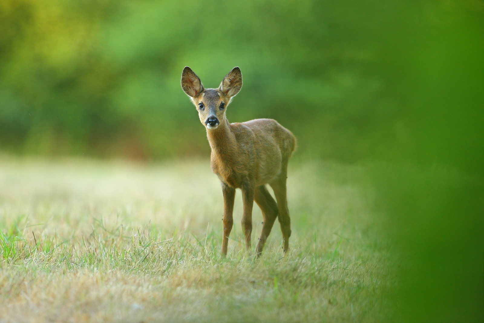 Curious baby Roe deer