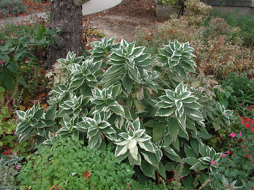 Hydrangea macrophylla variegated 11 12 5