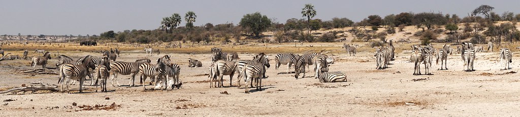Safari en Makgadikgadi Pans National Park: este año se llevan las rayas - BOTSWANA, ZIMBABWE Y CATARATAS VICTORIA: Tras la Senda de los Elefantes (19)