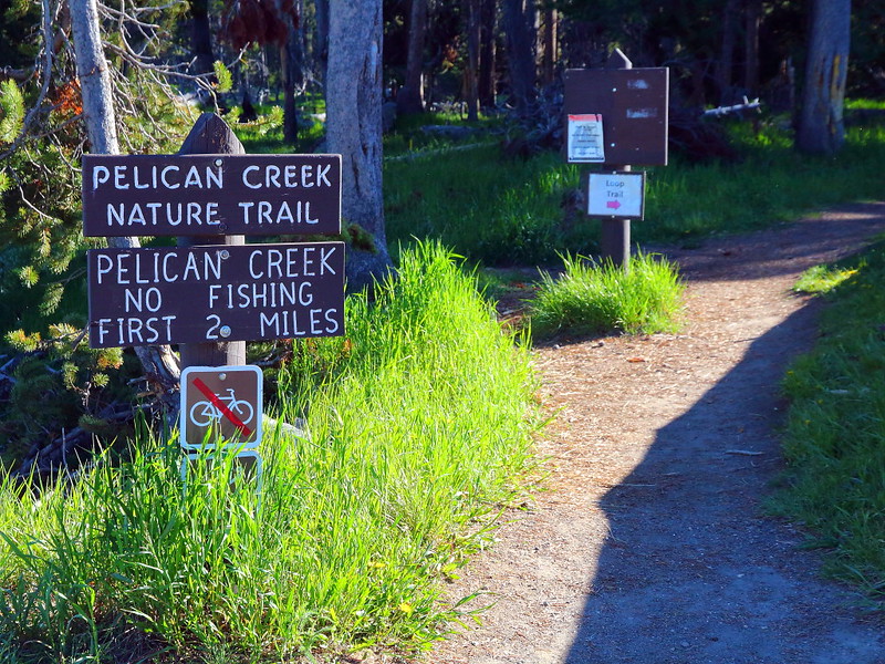 IMG_1329 Pelican Creek Nature Trail, Yellowstone National Park