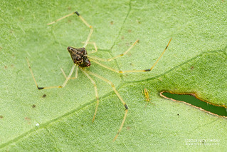 Comb-footed spider (cf. Janula sp.) - DSC_1737