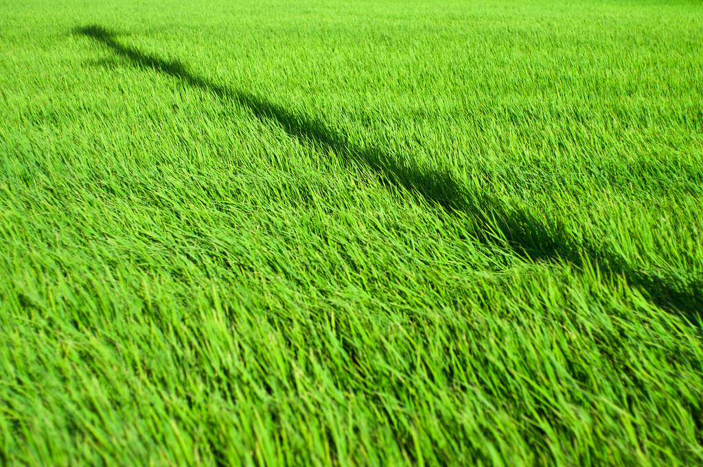 a shadow on green